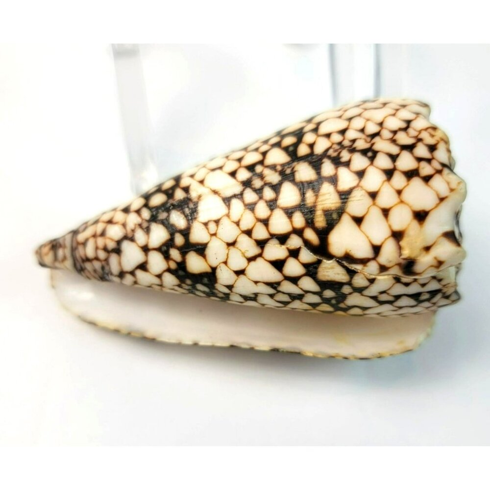 Large Conus Marmoreus Seashell Brown and White Ocean Decor JH1358 - Picture 2 of 10